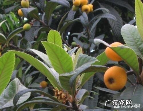 枇杷花期用什么肥好?