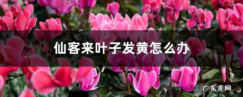 仙客来叶子发黄怎么办