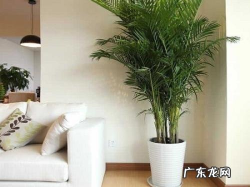 自带“财气”的8种花 家里客厅养什么花最好风水