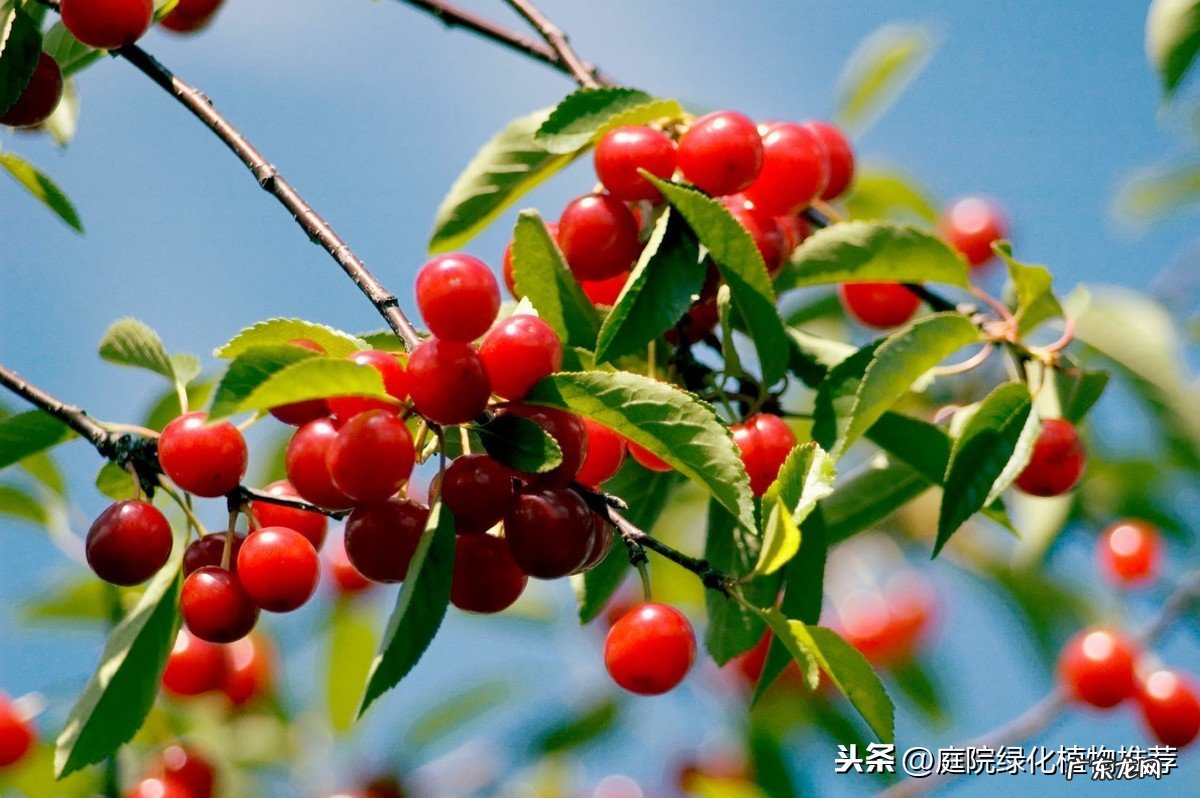 庭院中种植樱桃树风水好吗 家里阳台种樱桃树风水好吗