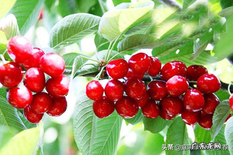 庭院中种植樱桃树风水好吗 家里阳台种樱桃树风水好吗