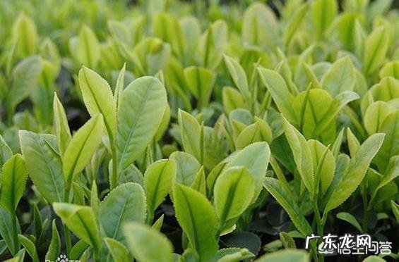 如果让你写一篇关于春天的文章,要求用一句古诗词开头,你会写什么?