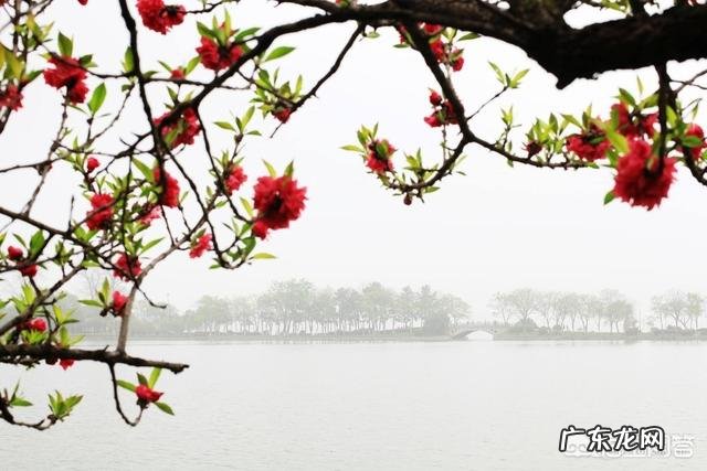 如果让你写一篇关于春天的文章,要求用一句古诗词开头,你会写什么?