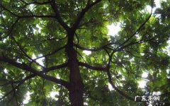 花草树木的作用