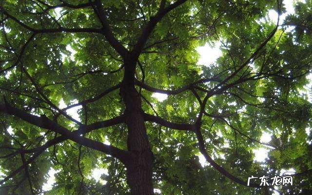 花草树木的作用