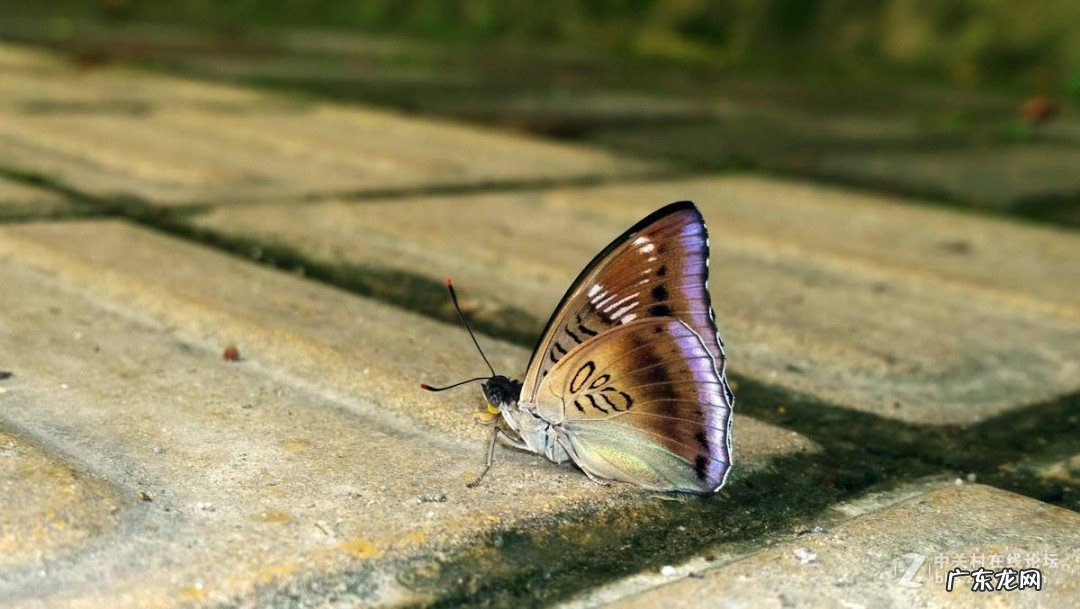 蝴蝶翅膀上的粉末有什么作用