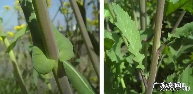 春天了,适合吃什么菜呢?有什么好的做法推荐呢?