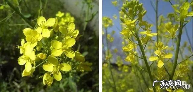 春天了,适合吃什么菜呢?有什么好的做法推荐呢?