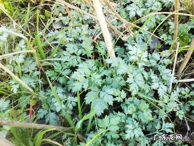 春天了,适合吃什么菜呢?有什么好的做法推荐呢?