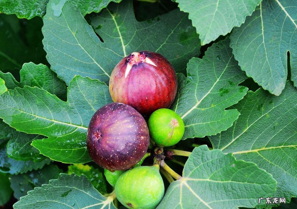 孕妇吃无花果的禁忌