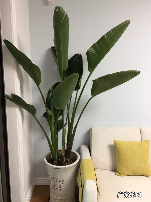 这6种花买对了 家里阳台适合养什么花风水好