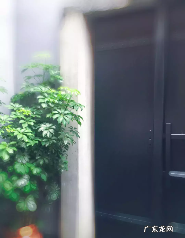 这6种花买对了 家里阳台适合养什么花风水好