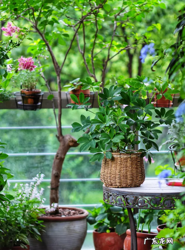 这6种花买对了 家里阳台适合养什么花风水好