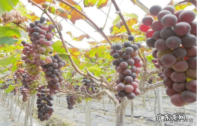 葡萄架位置 风水 葡萄树搭架风水讲究