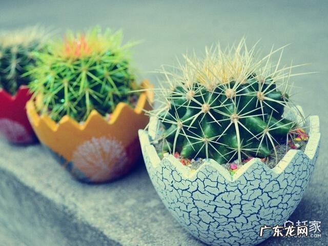 仙人掌的风水作用与功效 仙人掌的风水寓意