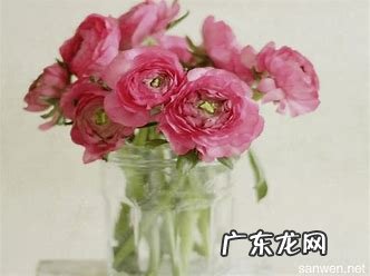 菡萏图片 菡萏怎么读什么意思