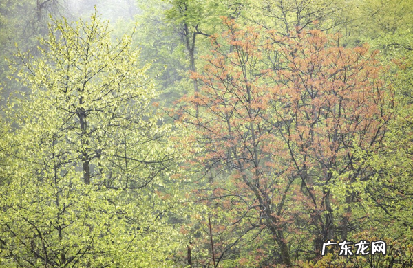 小学语文知识:含有“雨”的成语 关于雨的成语有哪些?