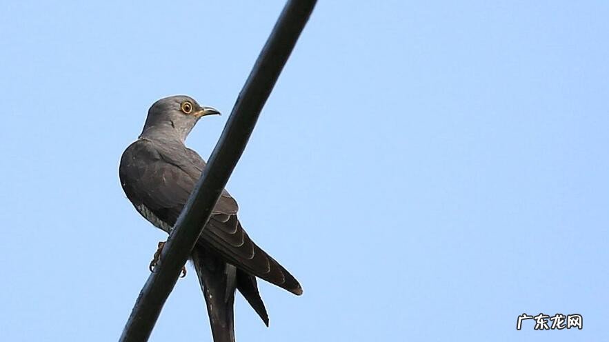 七夕布谷鸟什么梗