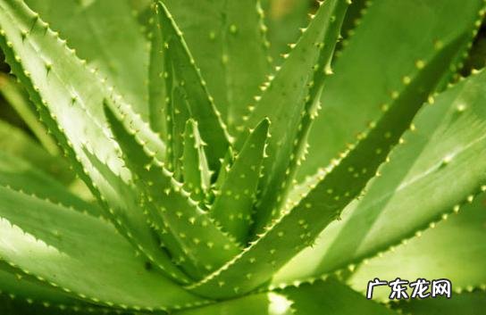 芦荟胶能去斑吗,祛斑的天然方法究竟有什么?