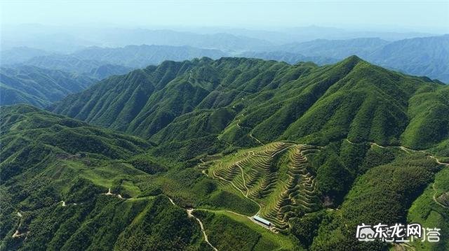 黑茶对人体有哪些作用和功效？