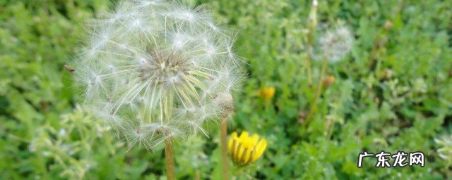 蒲公英的吃法禁忌