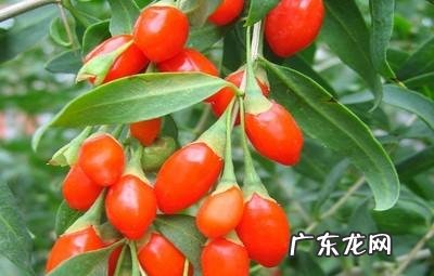 枸杞对人体有什么好处?