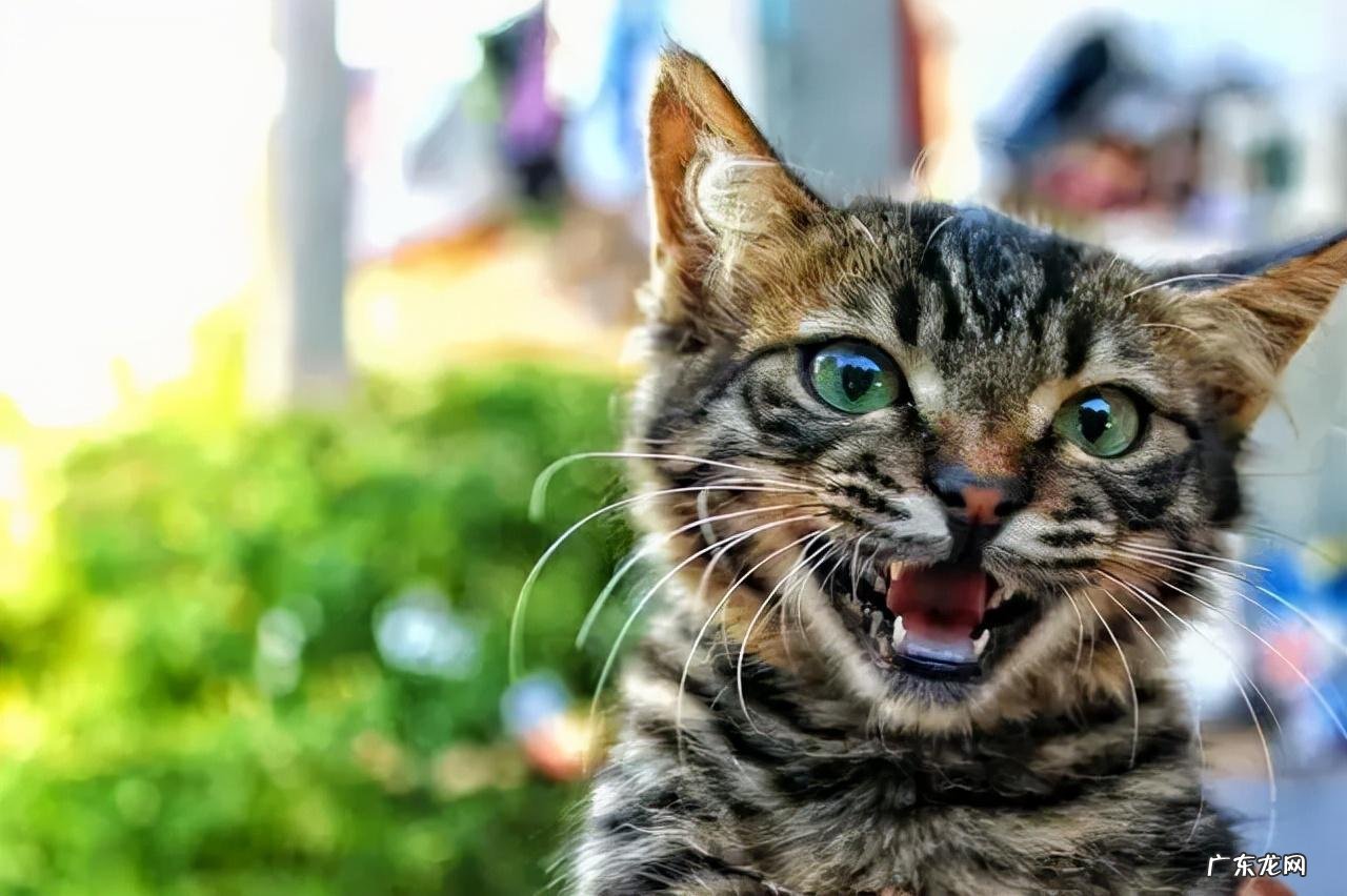 猫属有多少种 猫属于什么类