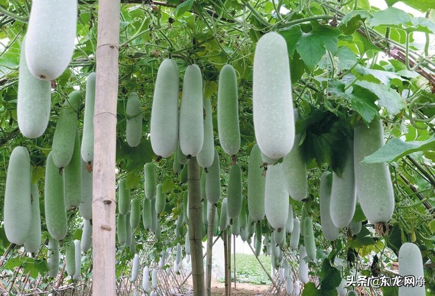 农村致富项目有哪些 农民致富种植项目