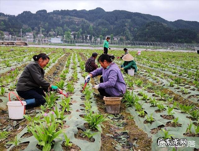 白芨种子什么时候采摘?