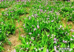 白芨种子什么时候采摘？