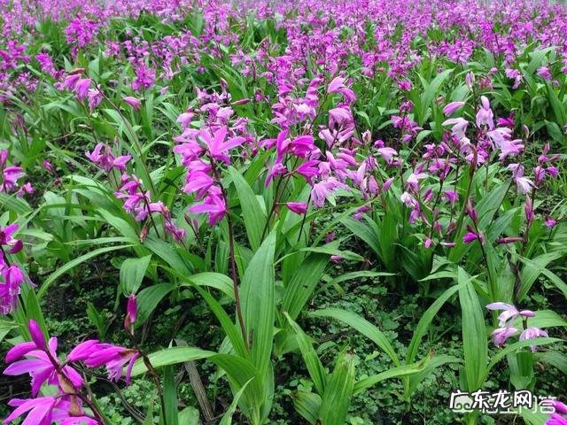 白芨种子什么时候采摘?