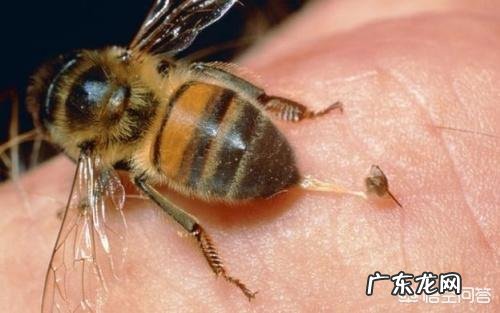被马蜂蜇了怎么办?