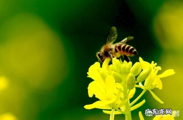 被马蜂蜇了怎么办?