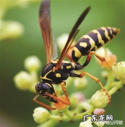 被马蜂蜇了怎么办?