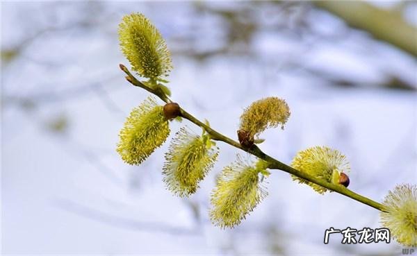 氤氲缱绻什么意思读音 心有缱绻怎么读