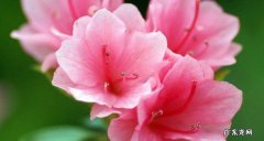 门前最旺风水的花