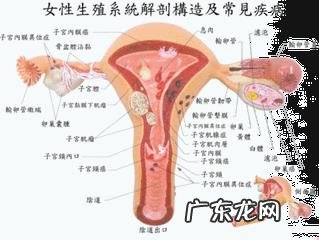 未婚女性会得妇科病吗？