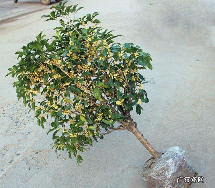 院子里种什么花风水好 院子栽什么花风水好