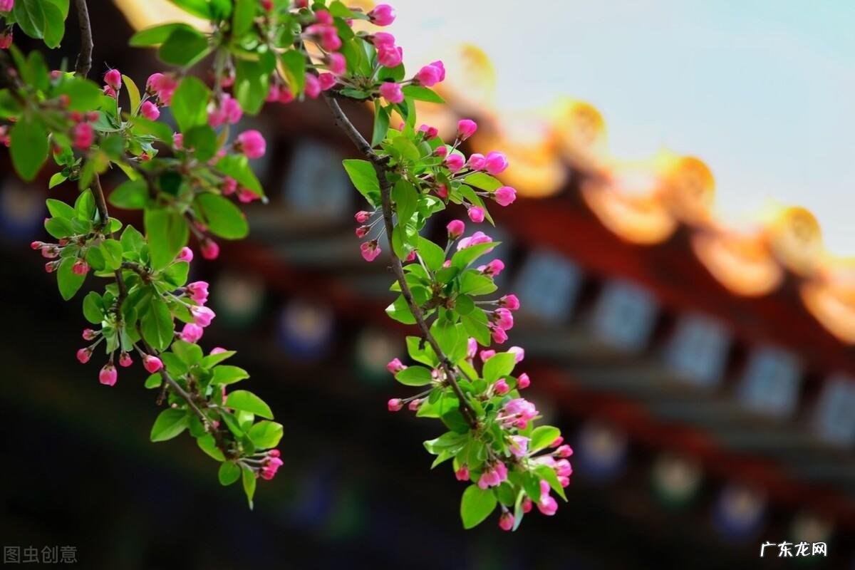 院子里种什么花风水好 院子栽什么花风水好