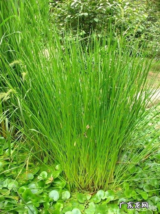 有什么除草剂能除死野荸荠?