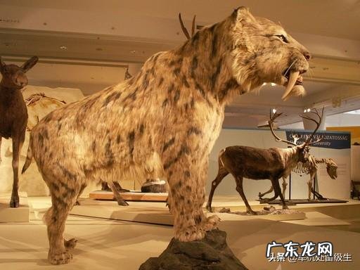 史前人类时期存在的可怕动物有哪些？