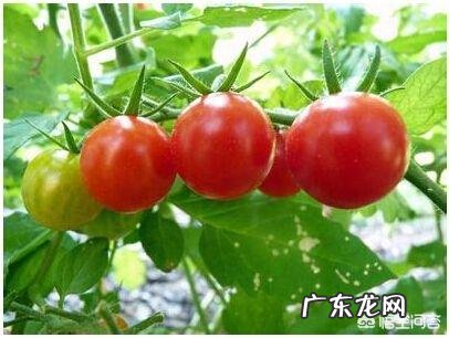 西红柿跟番茄是一种蔬菜吗?