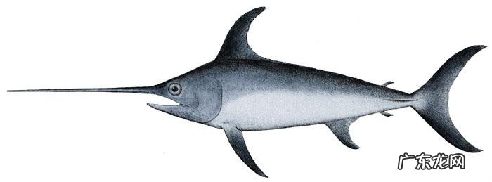 旗鱼又叫什么鱼 旗鱼是什么鱼