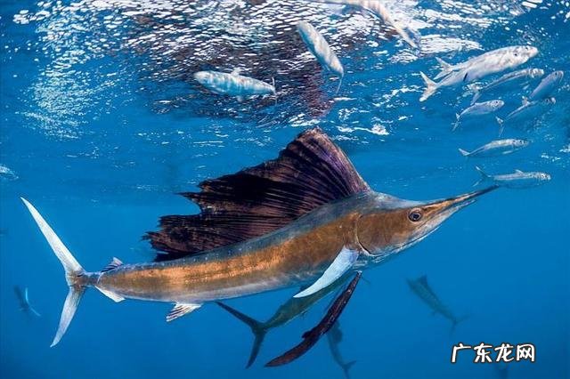 旗鱼又叫什么鱼 旗鱼是什么鱼