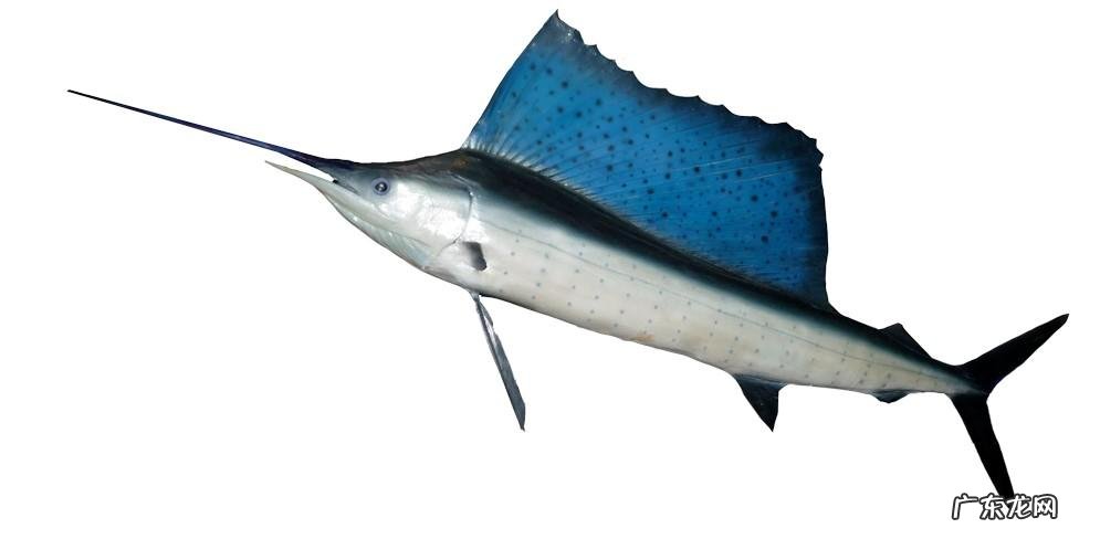 旗鱼又叫什么鱼 旗鱼是什么鱼