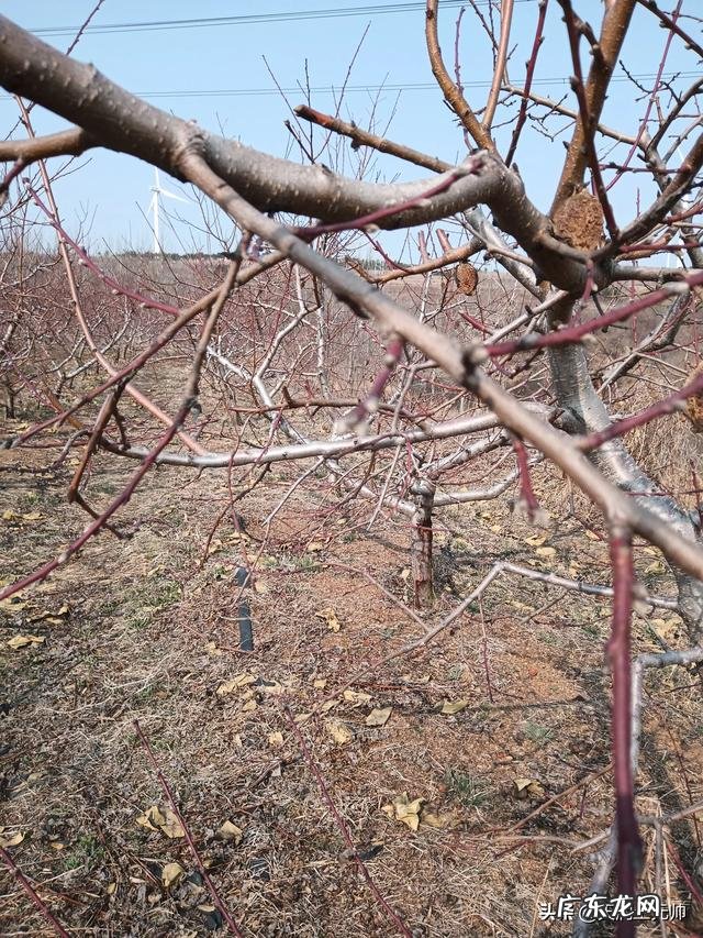 春分有句俗语“春分刮北风,果树挂银瓶”,这是什么意思?