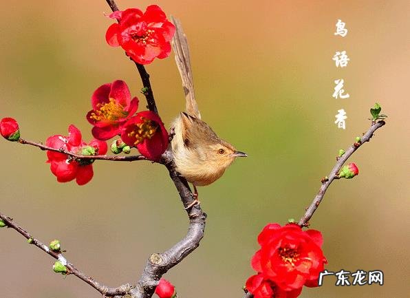 春分有句俗语“春分刮北风,果树挂银瓶”,这是什么意思?