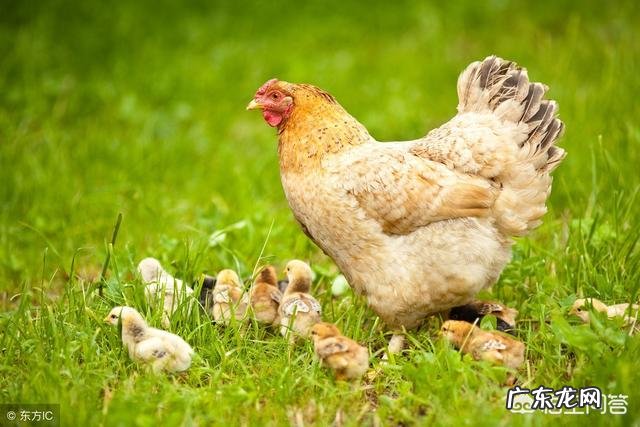 母鸡是如何“受孕”的？为何母鸡在没有受精的情况下也能产蛋？