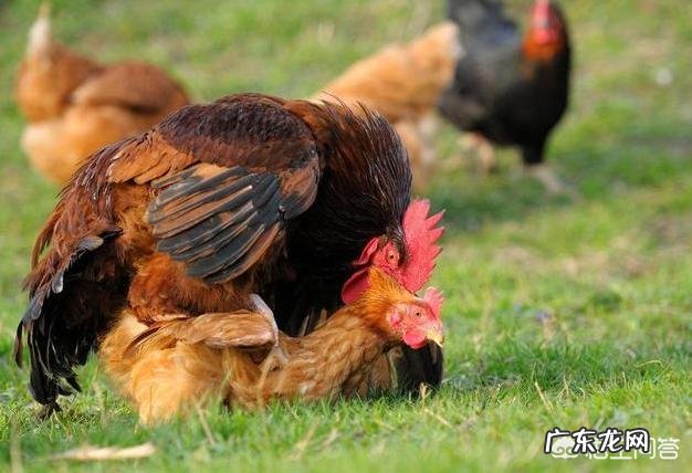 母鸡是如何“受孕”的？为何母鸡在没有受精的情况下也能产蛋？