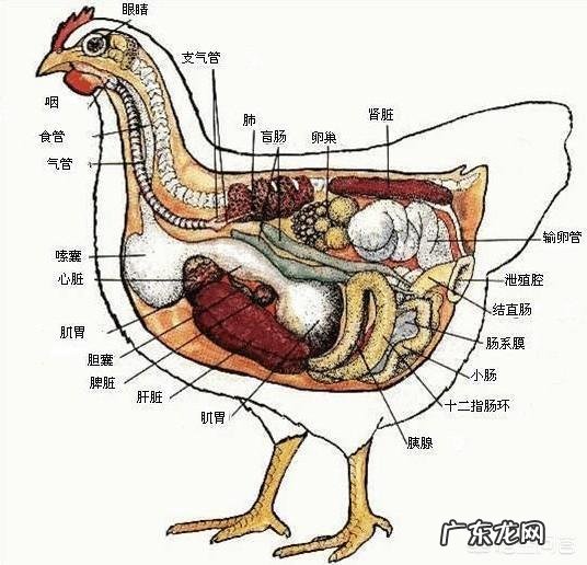 母鸡是如何“受孕”的?为何母鸡在没有受精的情况下也能产蛋?